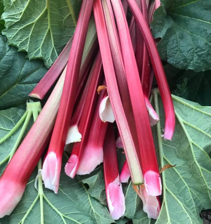 รูบาร์บ-รูบาร์บเบลเยี่ยม-rhubarb-seeds-เมล็ดพันธุ์รูบาร์บแบ่งขาย-5-เมล็ด