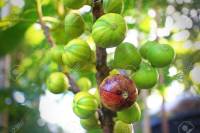 พันธุ์ Martinenca Rimada  Fig ต้นมะเดื่อฝรั่ง มะเดื่อสีรุ้ง อร่อยมาก จัดส่งพร้อมกระถาง 6 นิ้ว ลำต้นสูง  40-50ซม