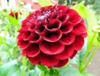 1 หัว/ออเดอร์ รักเร่ Dahlia Bulb สายพันธุ์ Paul Smith หัวรักเร่ ดอกไม้ หัวหน่อ เหง้า นำเข้า เนเธอร์แลน หัวสดใหม่