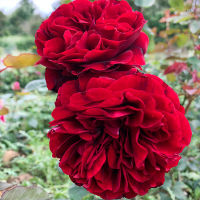 20 เมล็ด กุหลาบ นำเข้า Renaissance Rose Seeds สายพันธุ์ Nadia ดอกไม้สีแดง