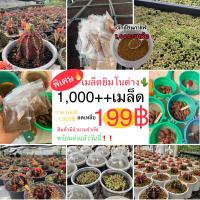 ?พิเศษรับปีใหม่?เมล็ดยิมโนด่าง 1,000++เมล็ด (Gymnocalycium mihanovichii) คละโคลน พร้อมส่ง /เมล็ดแคคตัส กระบอง