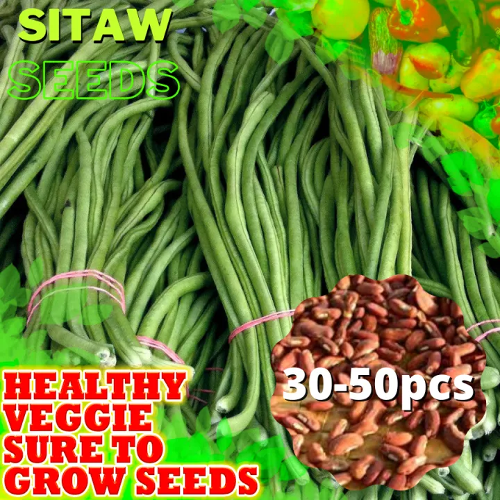 Sitaw Seeds for Planting Vegetable Plants (3050 Seed) [Green House