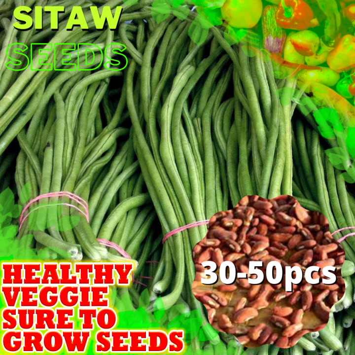 Sitaw Seeds for Planting Vegetable Plants (3050 PCS) (STRING BEANS