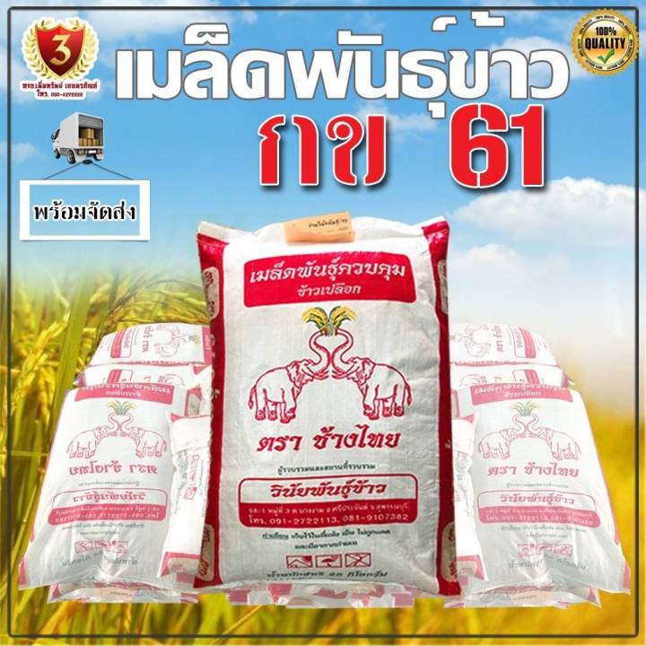 พันธุ์ข้าวปลูก-กข-61-กระสอบ-25-kg-นาปรัง-เก็บเงินปลายทาง