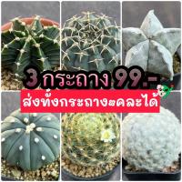 โปรโมชั่น กระบองเพชร แคคตัส 3 กระถาง 99.-Cactus ถูก ราคาถูก  แคคตัส กระบองเพรช ตะบองเพรช ไม้จิ๋ว ไม้ตั้งโต๊ะทำงาน ไม้ประดับ ไม้มงคล ไม้ดอก