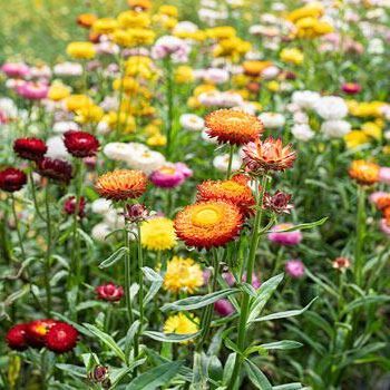 100 เมล็ดพันธุ์ เมล็ด ดอกกระดาษ ดอกบานไม่รู้โรยฝรั่ง Helichrysum STRAW FLOWER SWISS GIANT Seeds อัตราการงอก 80-85%