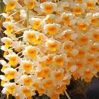 30 เมล็ดพันธุ์ เมล็ดกล้วยไม้ กล้วยไม้สกุลหวาย (Dendrobium) Orchid flower seeds อัตราการงอก 80-85%