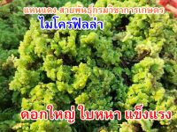 แหนแดง พันธุ์โตเร็ว บรรจุ 1 กิโลกรัม