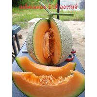 เมล็ดพันธุ์ เมล่อน บิวตี้ ออเรนจ์ AGA ( Melon Seed ) บรรจุ 3 เมล็ด เนื้อส้มหวานกรอบ 14-15 บริกซ์