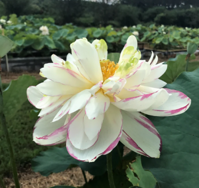 5 เมล็ด บัวนอก บัวนำเข้า บัวสายพันธุ์ Dasajin Lotus สีขาว ม่วง สวยงาม ปลูกในสภาพอากาศประเทศไทยได้ ขยายพันธุ์ง่าย เมล็ดสด