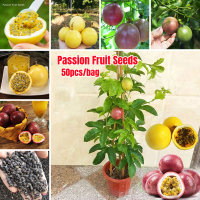 ปลูกง่าย ปลูกได้ทั่วไทย ของแท้ 100% 50 เมล็ด เมล็ดพันธุ์เสาวรส Yellow &amp; Red Passion Fruit Seeds พันธุ์ไม้ผล ต้นไม้ เมล็ดพันธุ์ผัก เมล็ดดอกไม้ เมล็ดดอกไม้ ออกผลทั้งปี โตไว ไม่กลายพันธุ์ ไม้ประดับ แต่งบ้านและสวน Plants เมล็ดดอกไม้สวย บอนไซ บอนสีหายาก