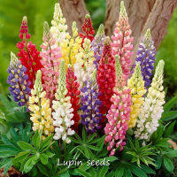 ปลูกง่าย ปลูกได้ทั่วไทย บอนสี บอนสีสวยๆ 100เมล็ด Lupin Flower Seeds บอนสีหายาก เมล็ดพันธุ์ เป็นไม้พุ่ม ดอกสีสันสวยงาม เมล็ดดอกไม้สวย เมล็ดดอกไม้ ต้นไม้มงคล บอนไซ ต้นไม้ฟอกอากาศ พันธุ์ดอกไม้ ต้นไม้ประดับ ต้นไม้จิ๋ว ต้นไม้จัดสวน Garden DIY Plants