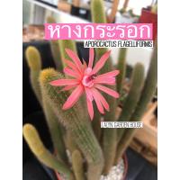 HOT** หางกระรอกแคคตัส Aporocactus Flagelliformis ดอกสวยมาก  ส่งด่วน พรรณ ไม้ น้ำ พรรณ ไม้ ทุก ชนิด พรรณ ไม้ น้ำ สวยงาม พรรณ ไม้ มงคล