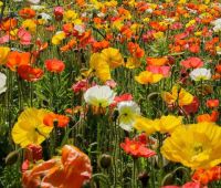 เมล็ดพันธุ์ Bonsai Seeds ไอซ์แลนด์ป็อปปี้ papaver nudicaule iceland poppy 1000 เมล็ด เมล็ดพันธุ์ Bonsai Seedsนำเข้าจาก อังกฤษ