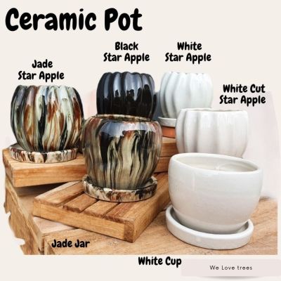 " Star Apple" Ceramic Pots กระถางต้นไม้