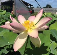 5 เมล็ด บัวนอก บัวนำเข้า บัวสายพันธุ์ PATRICIA GARRETT LOTUS สีชมพู สวยงาม ปลูกในสภาพอากาศประเทศไทยได้ ขยายพันธุ์ง่าย เมล็ดสด