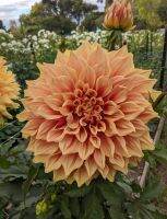 1 หัว/ชุด รักเร่ Dahlia Bulb สายพันธุ์ Winkie Whopper หัวรักเร่ ดอกไม้ หัวหน่อ เหง้า นำเข้า เนเธอร์แลน หัวสดใหม่