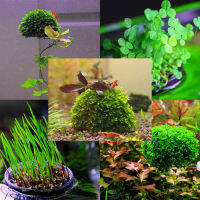 ETB Aquarium โปร่งใสจมอยู่ใต้น้ำ Ball Moss Ball Plant Potted พื้นผิวบอนไซลอย Micro ภูมิทัศน์ถังปลา