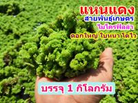 แหนแดง สายพันธุ์เกษตรโตไว บรรจุ 1 กิโลกรัม