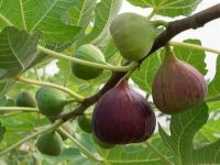 10 เมล็ด เมล็ดมะเดื่อฝรั่ง Figs สายพันธุ์ japanBTM6  มะเดื่อฝรั่ง หรือ ลูกฟิก (Fig) อัตราการงอก 70-80% Figs seeds