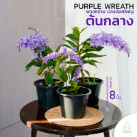 Treeno.9 T302 พวงคราม สีม่วง ดอกใหญ่ ต้นกลาง (Purple Wreath) กระถาง 8 นิ้ว สูง 30-40 cm. ดอกไม้ประดับ ไม้มงคล (ต้นไม้)