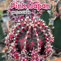 ชุดเพาะเมล็ด Pink Japan ❤️ (Pink Japan ผสม LB2178) ?กระบองเพชร/แคคตัส ?