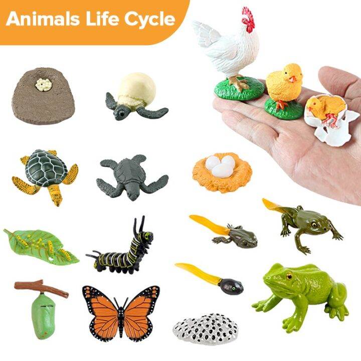 Science Toy Simulation Animals Life Cycle Figurine Growth Cycle Model Butterfly Chicken Life