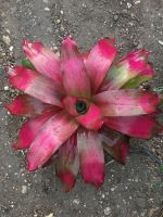 Neo Shocking Pink #ต้นสับประรดสีเต็มฟอร์มแล้ว #bromeliad# ต้นไม้สวยงาม# ไม้ประดับ# ตกแต่งสวน# ปลูกตกแต่งบ้าน# ไม้มงคล