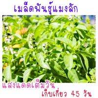 ซื้อ 1 แถม 1，50 เมล็ด (ไม่ใช่พืช)เมล็ด​พันธุ์​  แมงลักเมล็ด​