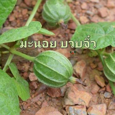 มะนอย Mini Luffa Gourds Seeds บวบจิ๋ว กระดอม  บวบมะนอย เมล็ดพันธุ์บวบจิ๋วมะนอย บรรรจุ 10 เมล็ด