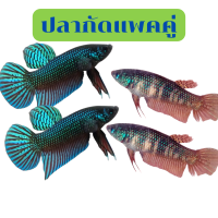 Betta อีสาน ได้4ตัว ผู้2+เมีย2 ส่งด่วน รับประกันสินค้า100%