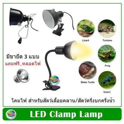 Reptile Clamp Lamp โคมไฟ ให้ความร้อน สำหรับสัตว์เลื้อยคลาน/สัตว์ครึ่งบกครึ่งน้ำ/เต่า ตะพาบ/งู