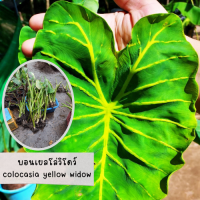 1 ต้น colocasia yellow widow หรือราชินีฟาโรห์เหลือง กระดูกใบเหลืองสวย เด่น ส่งแบบตัดใบออก สินค้าพร้อมจัดส่ง