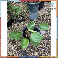 Philodendron white knight ไวท์ไนท์ สินค้ามีจำนวนจำกัด