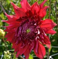 1 หัว/ออเดอร์ รักเร่ Dahlia Bulbs สายพันธุ์ Creve Coeur หัวรักเร่ ดอกไม้ หัวหน่อ เหง้า นำเข้า เนเธอร์แลน หัวสดใหม่