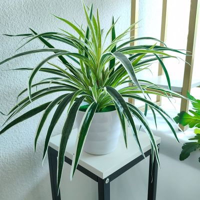 Artificial Plastic Plants Chlorophytum Branch Home Decorative Fake Plant Indoor Potted Table Decoration Wedding Room Accessories