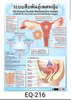 ระบบสืบพันธุ์(เพศหญิง) EQ 216 โปสเตอร์สื่อการสอน หุ้มพลาสติก ขนาด 50 * 70 cm