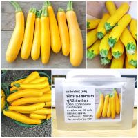 เมล็ดพันธุ์ ฟักทองสควอซ ซูกินี่สีเหลือง (Golden Zucchini Squash Seed) 20 เมล็ด คุณภาพดี ราคาถูก ของแท้