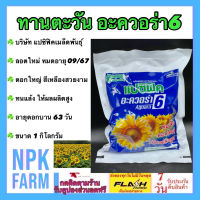 ทานตะวันอะควอร่า 6 หมดอายุ 1/9/2567 ขนาด 1 กิโลกรัม ทานตะวัน แปซิฟิค ลอตใหม่ ดอกใหญ่ สีเหลือง ทนแล้ง 1 ถุง ปลูกได้ 1 ไร่ อายุดอกบาน 63 วัน