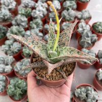 ( Pro+++ )++ (shengdlh) Aloe Christmas Carol ว่านหางจระเข้คริสต์มาสแครอล12-14cm กุหลาบหินนำเข้า ไม้อวบน้ำ Succulents (ไลทอป แคคตัส） ราคาดี ต้นไม้ ฟอก อากาศ กระถาง ต้นไม้ ไม้ ประดับ ต้นไม้ ปลูก ใน บ้าน