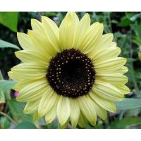 เมล็ดทานตะวัน เลม่อนควีน สีเหลือง Lemon queen sunflower ซองละ 29บาท 15-20 เมล็ด