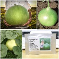 เมล็ดพันธุ์ น้ำเต้า บัสเชล (Bushel Gourd Seed) 10 เมล็ด คุณภาพดี ราคาถูก ของแท้