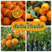 (โปร++) ส้มจีนไร้เมล็ด เสียบยอด สูง 40-60 ซม. ส่วนลด ต้นไม้ เมล็ดพันธ์ เมล็ดพืช พรรณพืช