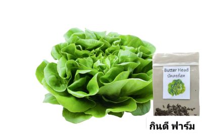 เมล็ดพันธุ์ บัตเตอร์เฮด 120 เมล็ด ซื้อ10แถม1