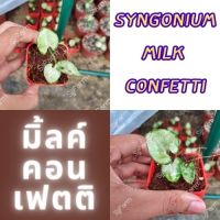 1 กระถาง ต้นเงินไหลมาไซโกเนียมมิ้วคอนเฟตติ Syngonium milk confetti ขนาดกระถาง2.5นิ้ว จัดส่งแบบยกกระถาง