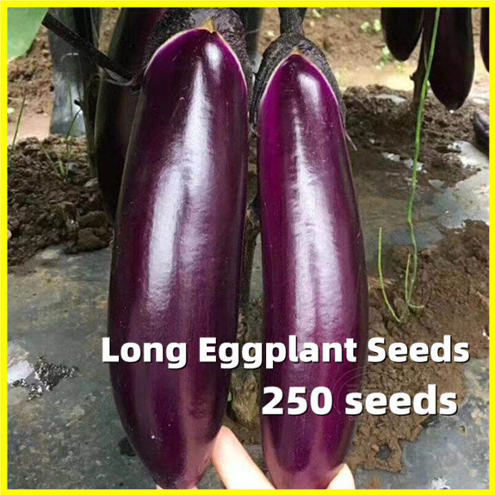 Long Eggplant Seeds Easy To Grow In The Philippines 250seeds Hybrid