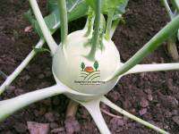 กะหล่ำปม โกลาบีเขียว Green Kohlrabi Seed โกลาบี้ เมล็ดพันธุ์โกลาบีเขียว โคห์ลราบี บรรจุ 30 เมล็ด 10 บาท