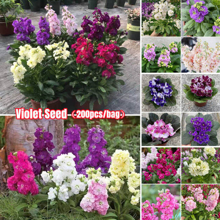 [Fast Growing] 200 Seeds Color Mixing Bonsai Violet Seed for Planting