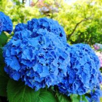 20 เมล็ด เมล็ดไฮเดรนเจีย Hydrangea Seeds สีฟ้า ไฮเดรนเยียสายพันธุ์ฝรั่งเศส ของแท้ 100% อัตรางอก 70-80% มีคู่มือปลูก ปลูกในกระถางได้