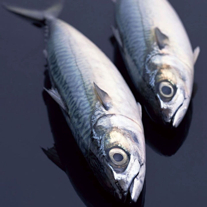 Fresh mackerel and Spanish mackerel The whole seafood is frozen alive ...